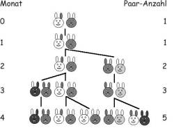 Populationsentwicklung der Fibonacci-Kaninchen