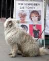 Hund vorm Frisör, Braunschweig